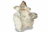 Fossil Plesiosaur (Thililua?) Vertebra - Asfla, Morocco #240933-2